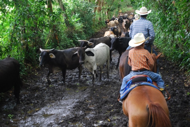 Rutas a caballo guiadas